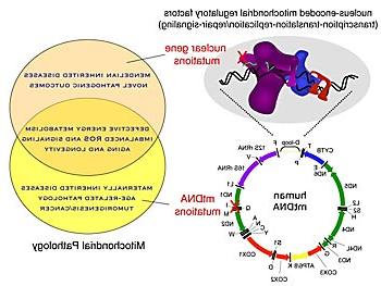 a clearer picture of how human cells function.